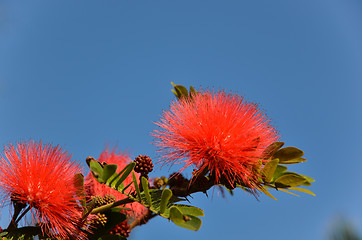 Image showing Red powder puff