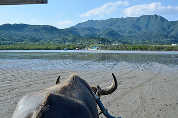 Image showing Water Buffaloe at work