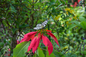 Image showing Tropical Butterfly