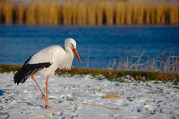 Image showing Stork in Winter
