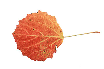 Image showing  red maple leaf 
