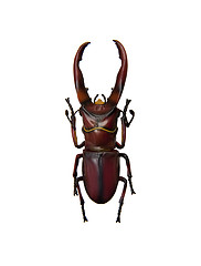 Image showing Beetle