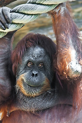 Image showing Orangutan