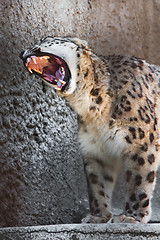 Image showing Snow Leopard