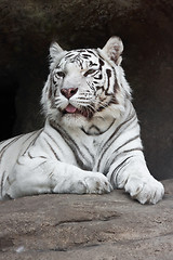 Image showing White Tiger