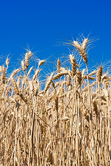 Image showing Wheat field