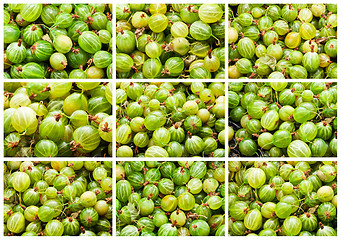 Image showing Gooseberries