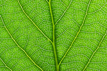 Image showing Green leaf