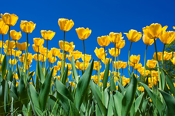 Image showing Tulip flowers