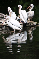 Image showing Pelicans