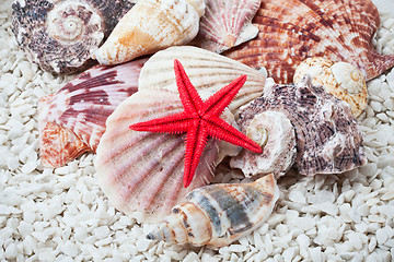 Image showing Seashells