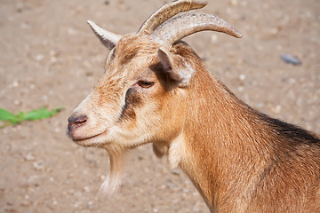 Image showing Goat