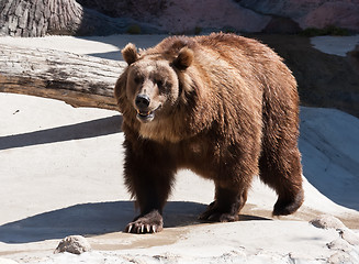 Image showing Bear