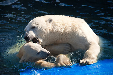 Image showing Polar bear