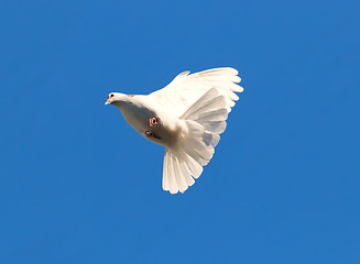 Image showing White pigeon