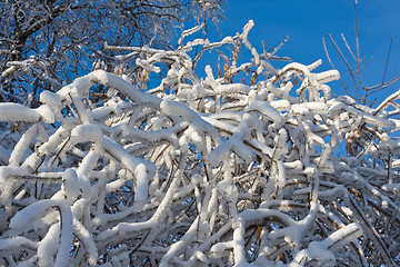 Image showing Winter forest