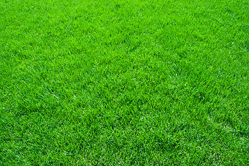 Image showing Green grass