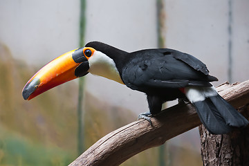 Image showing Toucan