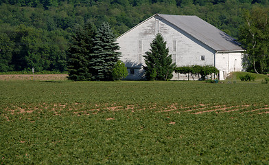 Image showing White bank barn in Springtime