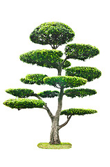 Image showing Bonsai Tree