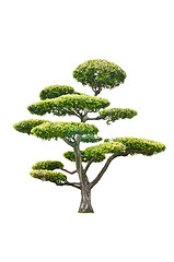 Image showing Bonsai Tree