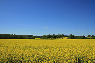 Image showing nice rape field