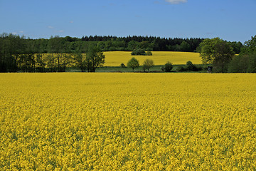 Image showing nice rape field