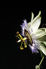 Image showing Passionflower (Passiflora caerulea)