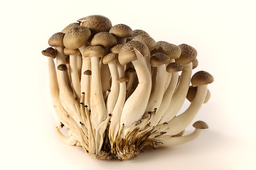 Image showing Brown beech mushrooms