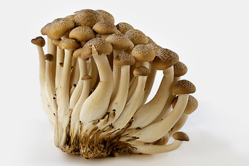 Image showing Brown beech mushrooms