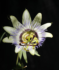 Image showing Passionflower (passiflora caerulea)