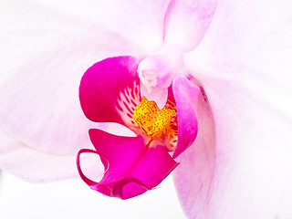 Image showing Purple orchid close up