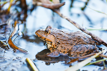 Image showing Wildness frog in lake