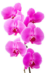 Image showing Orchid radiant flower