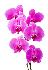Image showing Orchid radiant flower 