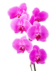 Image showing Orchid radiant flower