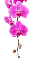 Image showing Orchid radiant flower isolated