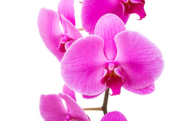 Image showing Purple orchid