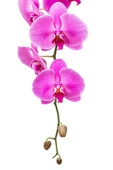 Image showing Orchid flower