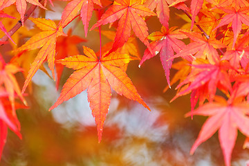 Image showing Red maple leave