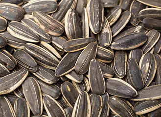 Image showing Sunflower seed close up