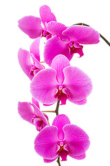 Image showing Orchid radiant flower isolated 