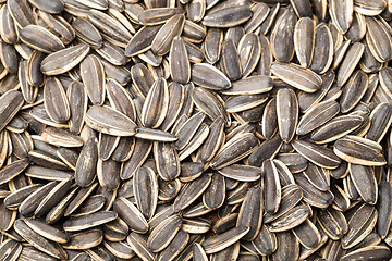 Image showing Sunflower seed