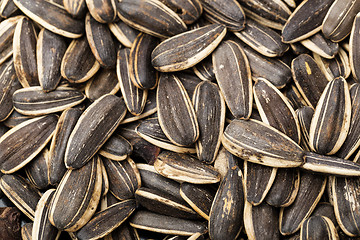 Image showing Sunflower seed close up