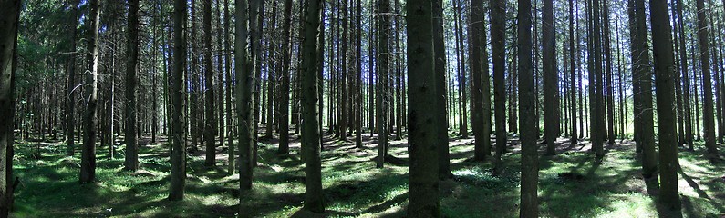 Image showing pine forest panorama