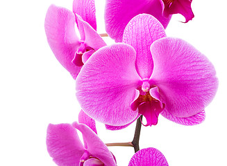 Image showing Orchid radiant flower close up