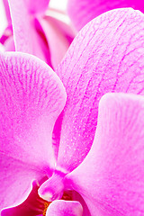 Image showing Purple orchid texture