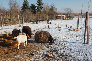 Image showing Farm animals