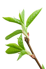 Image showing Tree branch in spring