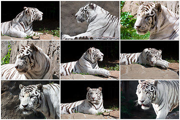 Image showing White Tiger